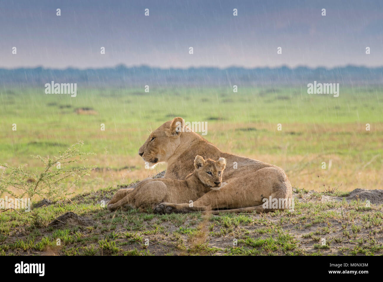 Leonessa (Panthera leo) con giovani sotto la pioggia,Savuti,Chobe National Park,Chobe District,Botswana Foto Stock