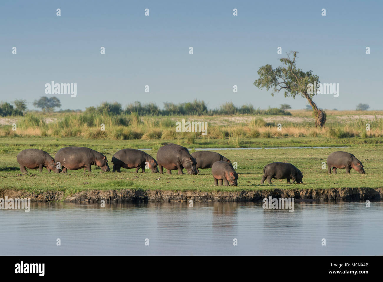 Ippopotami (Hippopotamus amphibius) pascolano sulla sponda del fiume,Chobe River Front,Chobe National Park,Chobe District,Botswana Foto Stock