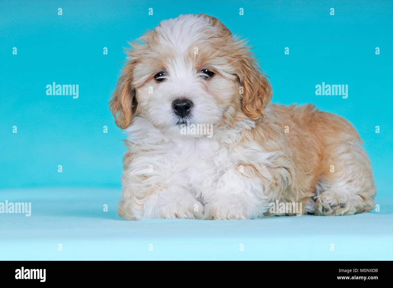 Havanese,cucciolo,marrone-bianco,9 settimane Foto Stock
