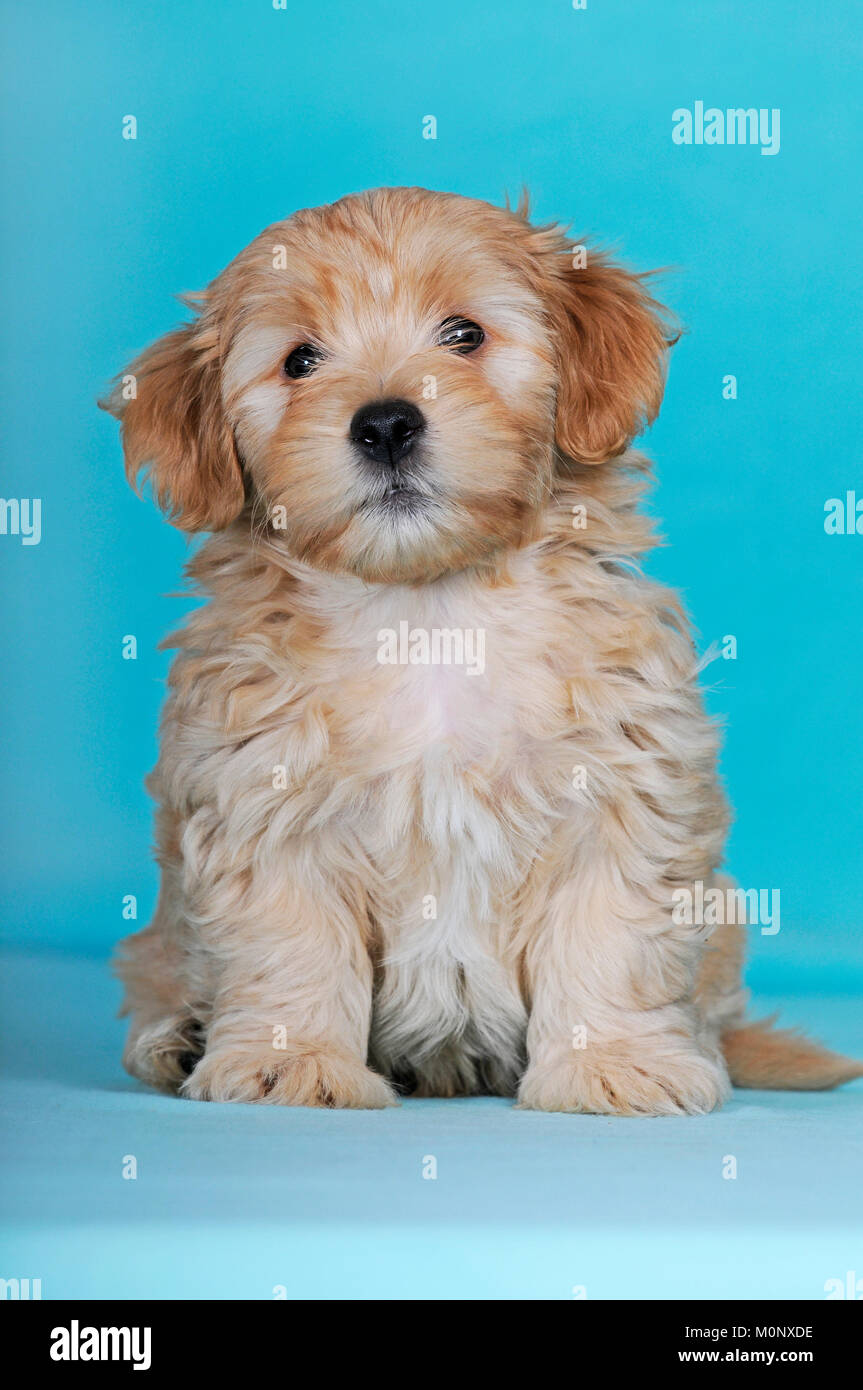 Havanese,cucciolo,marrone-bianco,9 settimane Foto Stock
