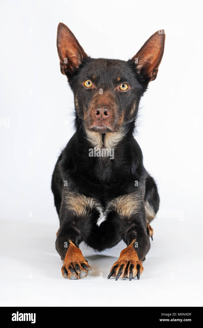 Australian Kelpie,choco-tan,dog,giacente,avviso Foto Stock
