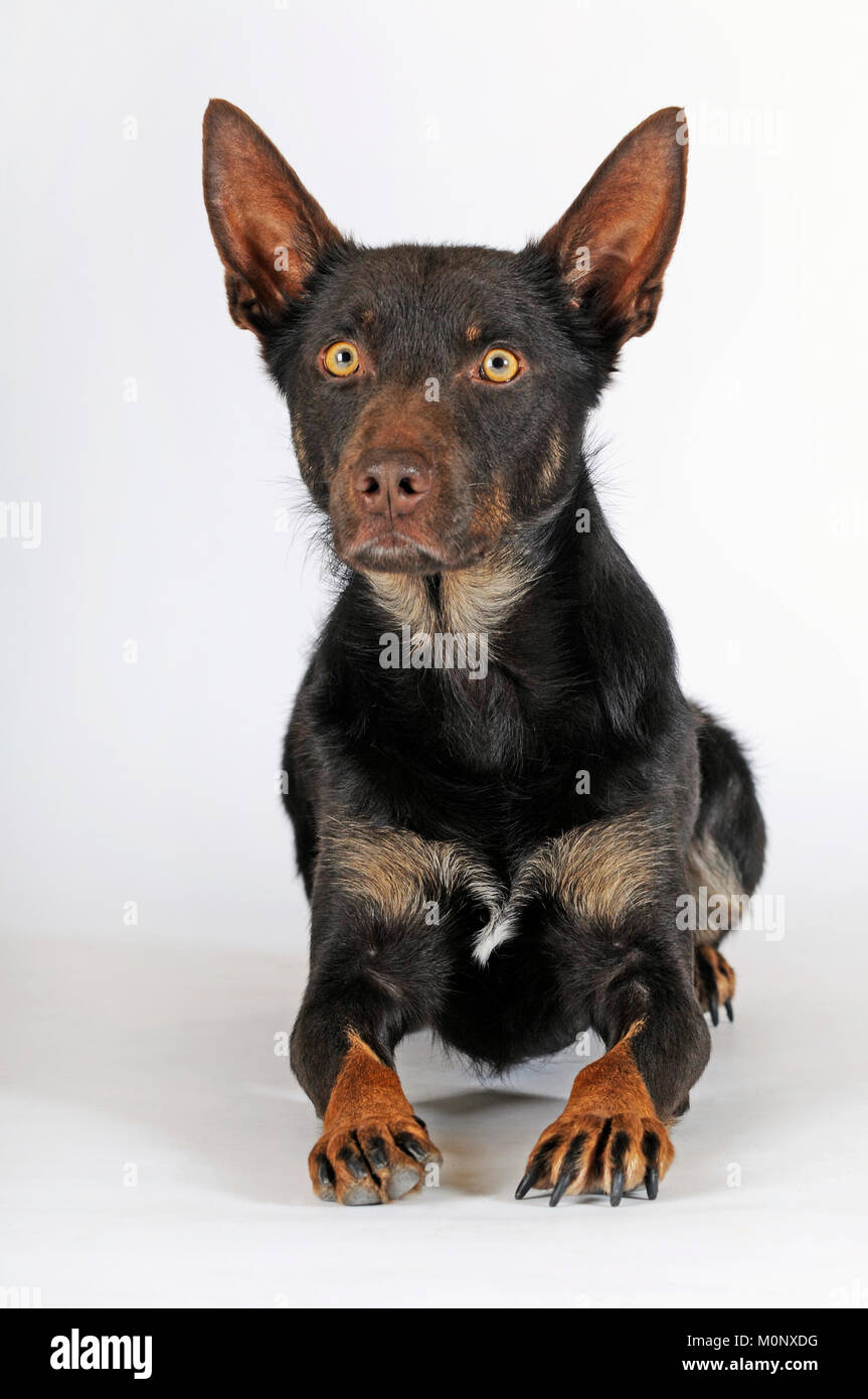 Australian Kelpie,choco-tan,dog,giacente,avviso Foto Stock