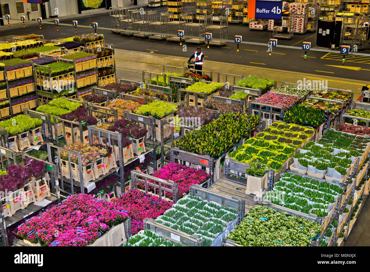 Scatole di fiori pronto per la spedizione in un magazzino,Royal FloraHolland,Aalsmeer, Paesi Bassi Foto Stock