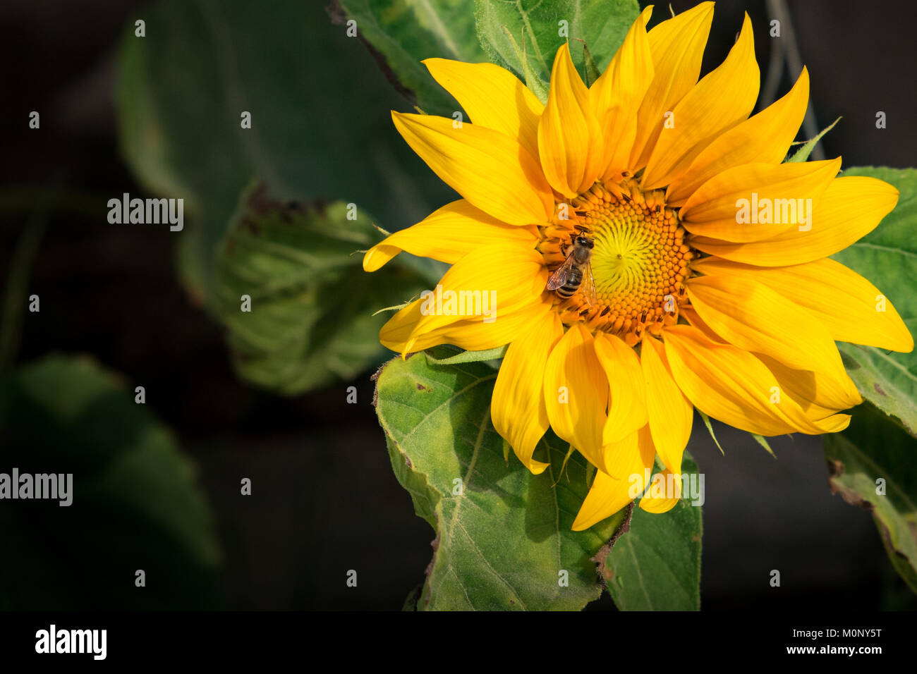 Close-up su un ape raccogliere il polline di un girasole e allo stesso tempo contribuire allo stabilimento di rendere impollinazione incrociata. Foto Stock