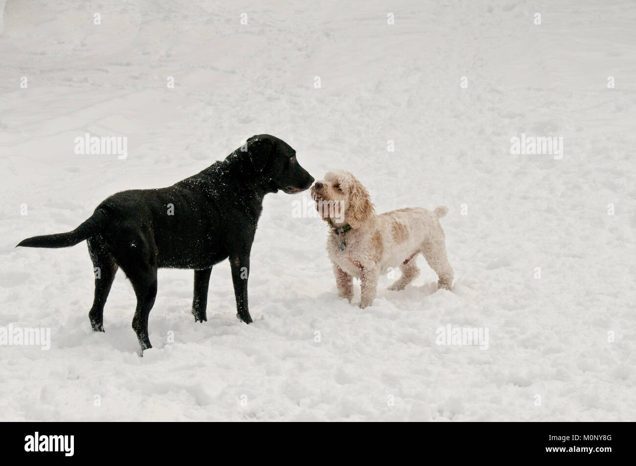 Nero Labrador retriever e Cockapoo playfighting nella neve Foto Stock