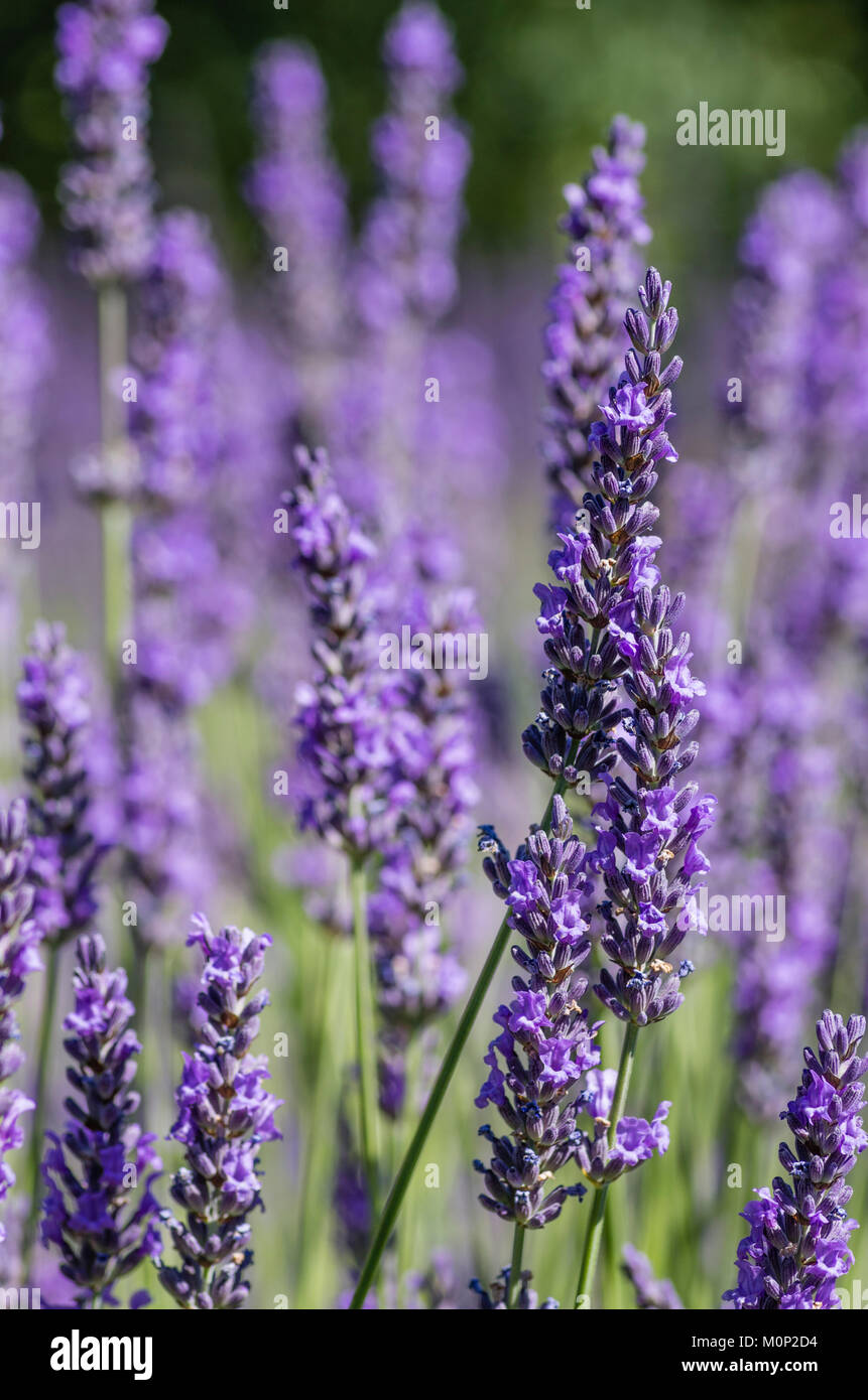 Viola o blu lavanda piante in fiore a un allevamento di fiore. Dundee, Oregon, Stati Uniti d'America Foto Stock