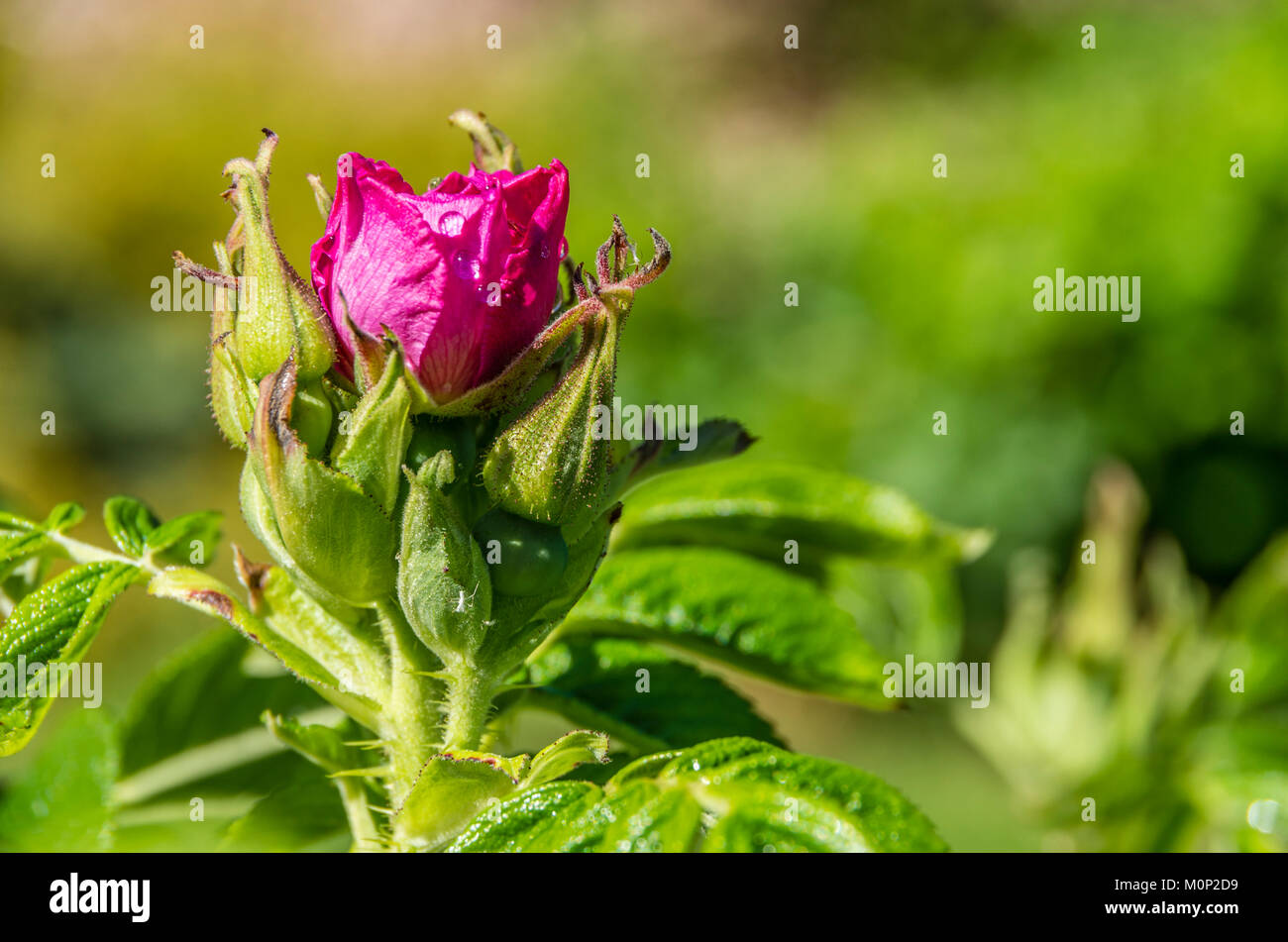 Close up di un bocciolo di rosa iniziando ad emergere in un fiore. Foto Stock