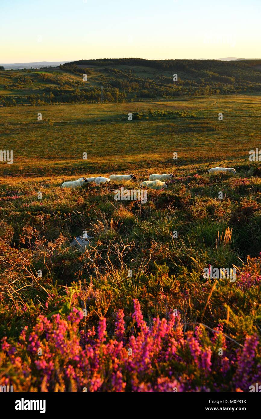 Francia,Finisterre,Parc Naturel Regional d'Armorique Armorica (Parco Naturale Regionale),Saint Rivoal,Monts d'Arree,Mont Saint Michel de Brasparts,allevamento di ovini e la croce lasciava heath (Erica tetralix Lande secche) Foto Stock