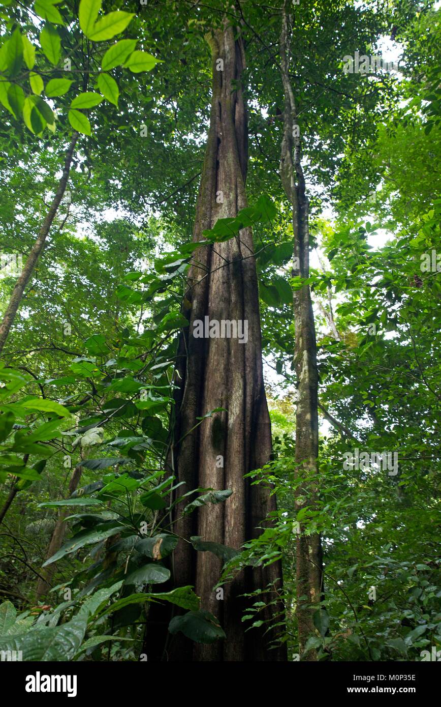 Costa Rica,osa peninsula,struttura monumentale nella foresta primaria nel settore dell'ecolodge Lapa Rios Foto Stock