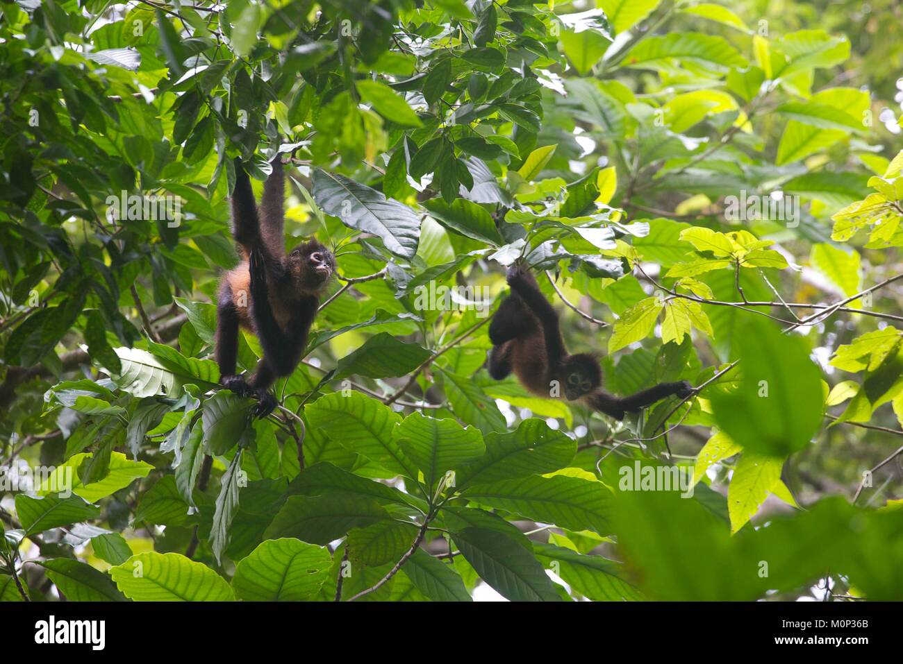 Costa Rica,osa peninsula,baby scimmie ragno appollaiato in un albero del parco nazionale di Corcovado Foto Stock