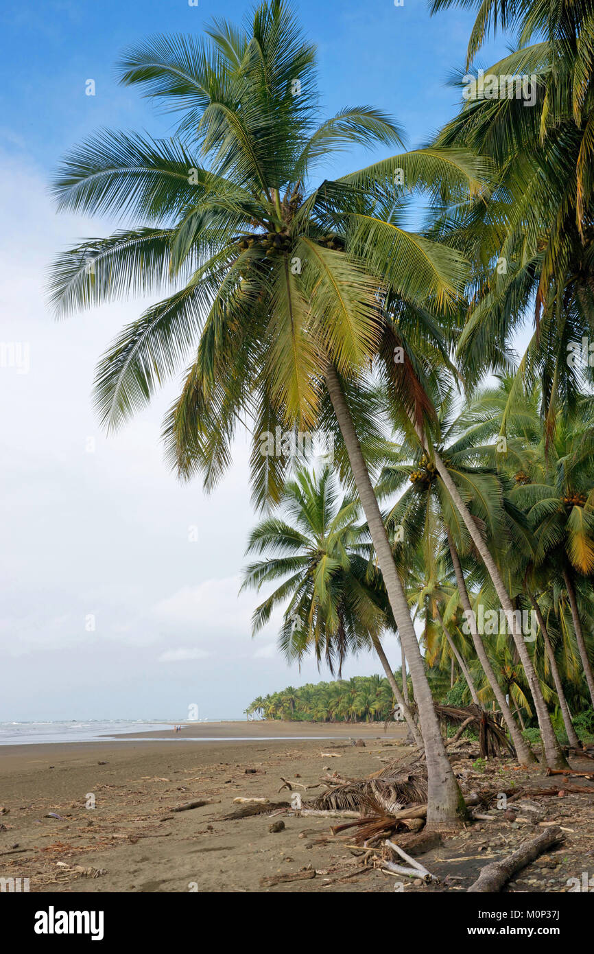 Costa Rica,osa peninsula,marrone sabbia spiaggia fiancheggiato da alberi di noce di cocco Foto Stock