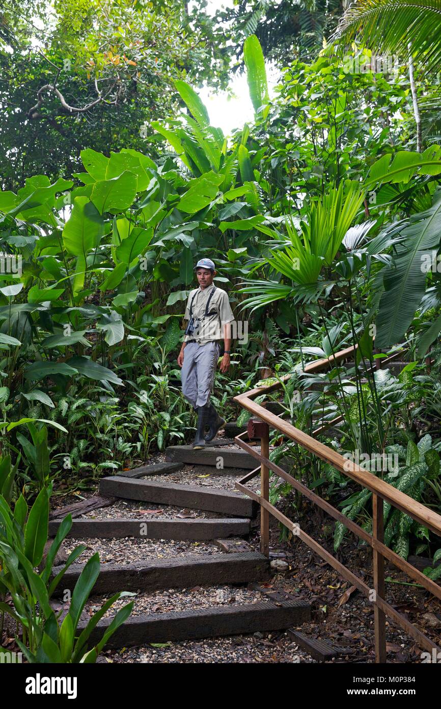 Costa Rica,osa peninsula,guida naturalista in una scala decending nella foresta primaria nel settore dell'ecolodge Lapa Rios Foto Stock