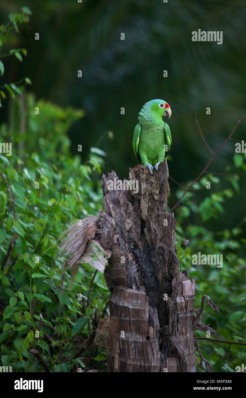 Costa Rica,osa peninsula,verde parrocchetto appollaiato su un dead Palm tree nella foresta primaria Foto Stock