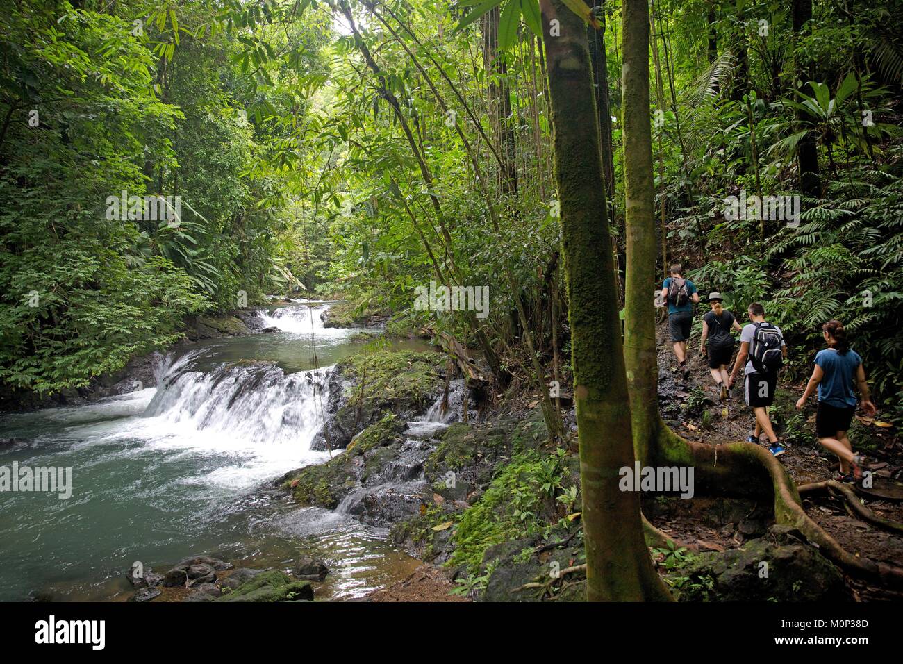 Costa Rica,osa peninsula,gruppo og Turisti escursioni a piedi lungo un fiume e nel bel mezzo del parco nazionale di Corcovado Foto Stock