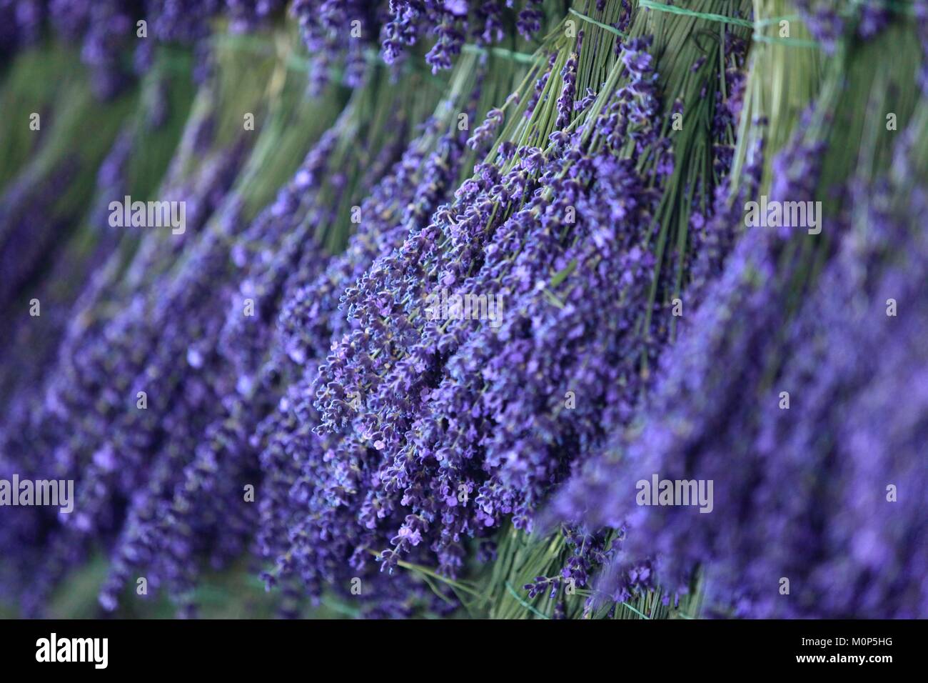 Francia,Drome,Ferrassieres,profumo di lavanda reale posizionato sulla loro essiccatore Foto Stock