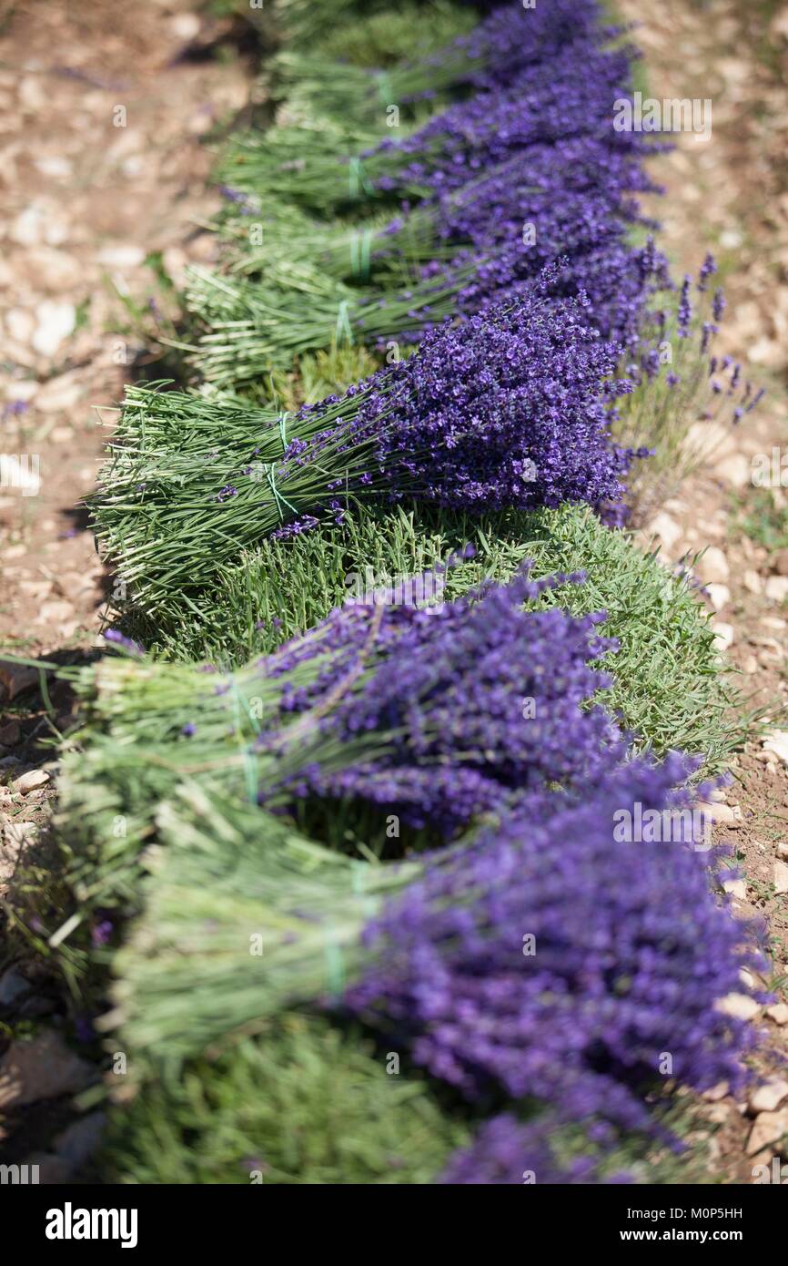 Francia,Drome,Ferrassieres,profumo di lavanda vera raccolte a mano Foto Stock