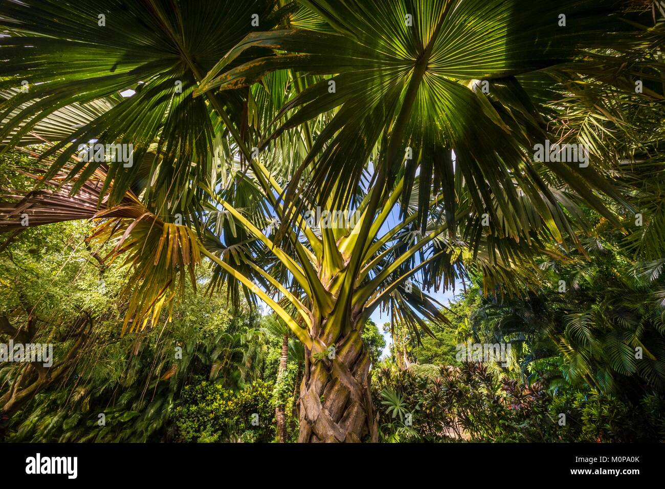 Francia,caraibi,Piccole Antille,Guadalupa,Basse-Terre,Deshaies,Talipot (Corypha umbraculifera),palme giganti di botanica e giardino degli animali, Foto Stock