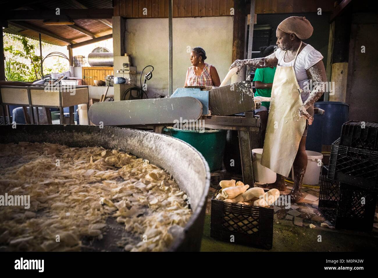Francia,caraibi,Piccole Antille,Guadalupa,Basse-Terre,Capesterre-Belle-Eau,nell'kassaverie Germaine,una famiglia continua la tradizione della trasformazione della radice di manioca per renderlo commestibile in kassav (galette),ma anche nella farina,tapioka (amido cotto a legna Fuoco),moussache (sun-amido essiccato con proprietà terapeutiche),bucce di manioca sono recuperati dagli agricoltori,acqua (tossiche) usato per estrarre il moussache (amido) sarà recuperato per gli allevatori ad eliminare i parassiti sul bestiame,qui i tuberi vengono frantumati in un mulino Foto Stock