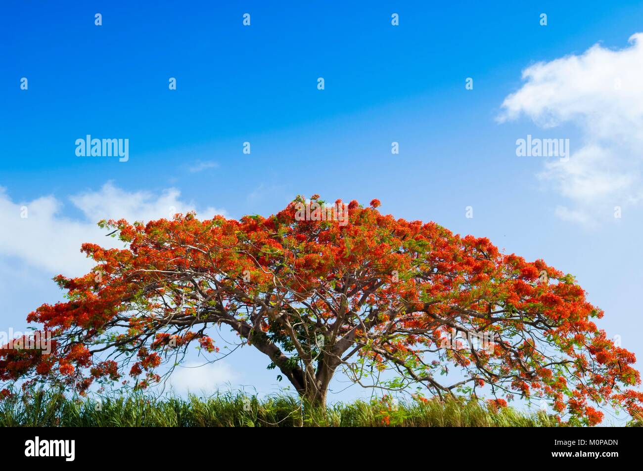 Francia,caraibi,Piccole Antille,Guadalupa,Basse-Terre,Petit-Bourg,Flamboyant (Delonix regia) in fiore Foto Stock