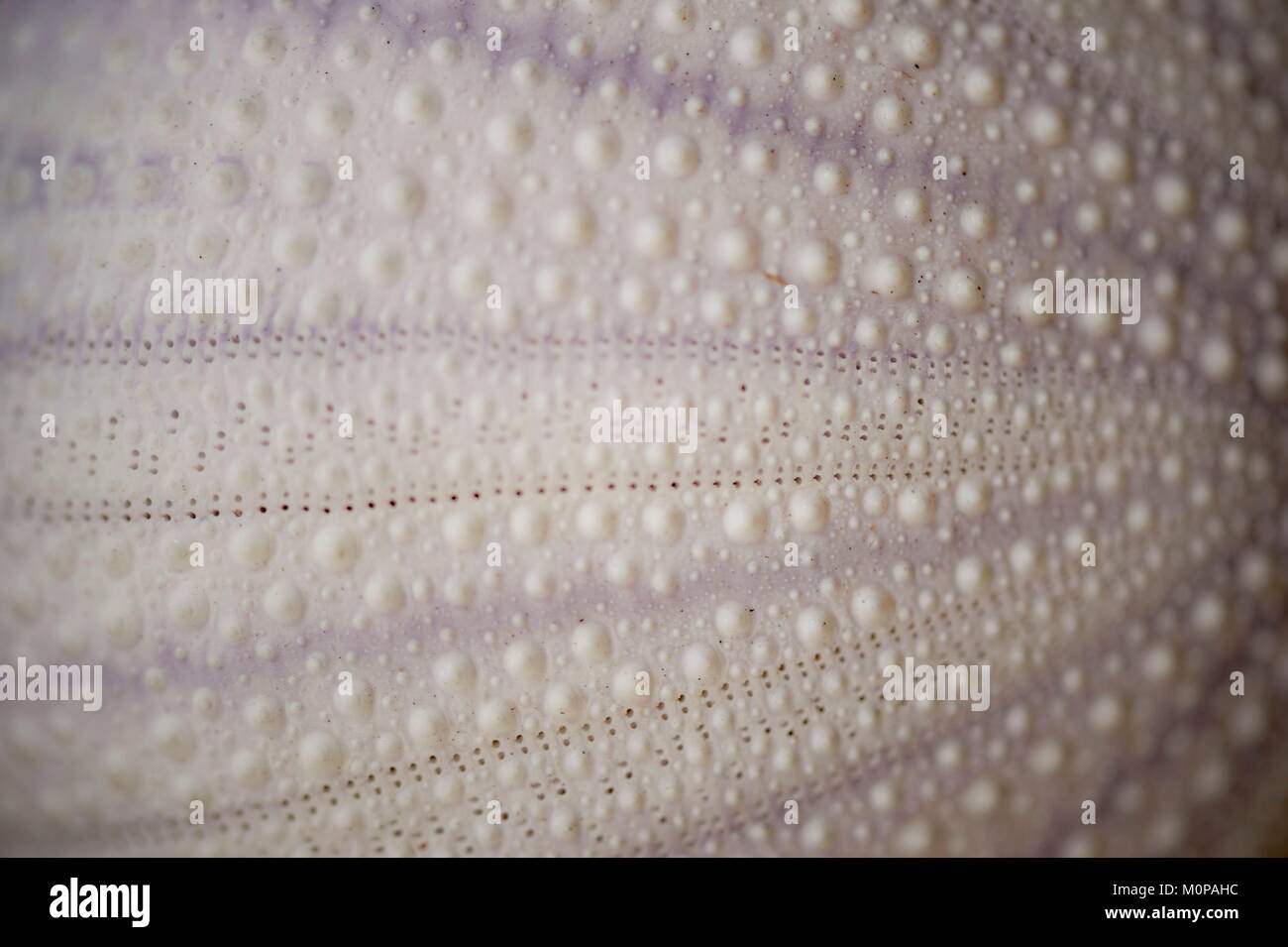 Francia,caraibi,Piccole Antille,Guadalupa,Test (scheletro) di bianco Urchin (Tripneustes ventricosus) Foto Stock