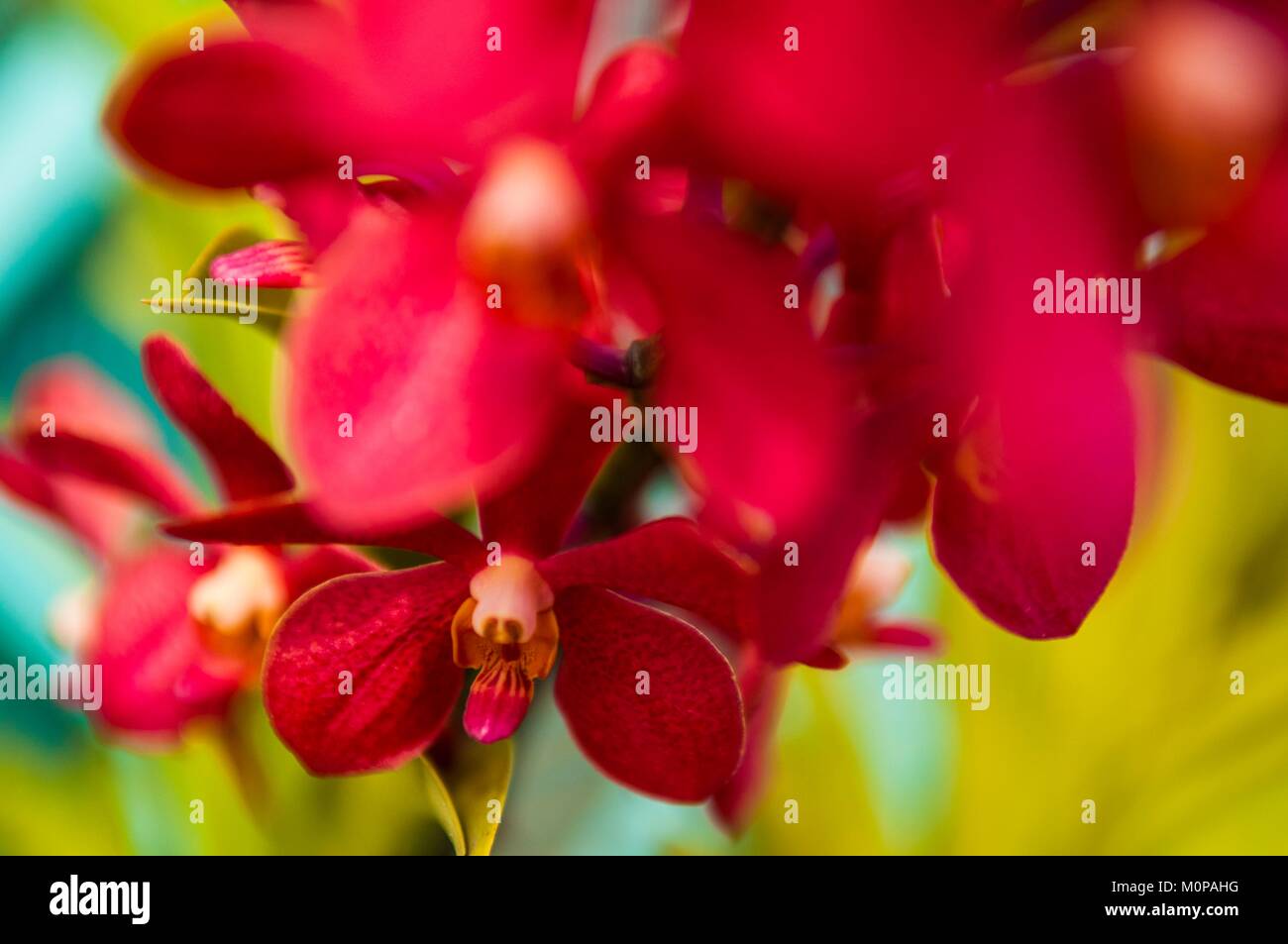Francia,Guadalupa,Basse-Terre,Petit-Bourg,fioriture di orchidee Foto Stock