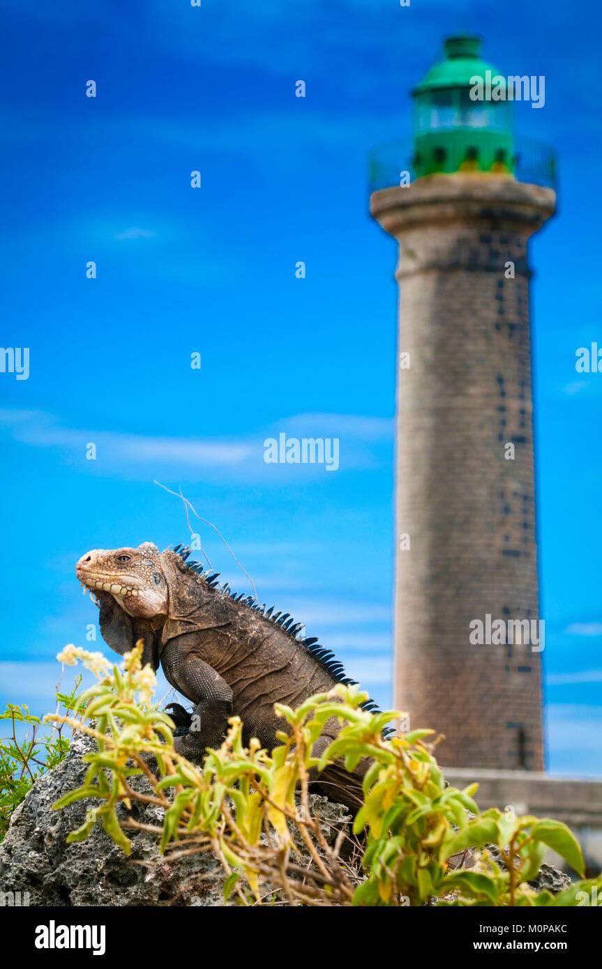 Francia,caraibi,Piccole Antille,Petite Terre Riserva Naturale Nazionale,Terre-de-Bas,Piccole Antille (Iguana iguana delicatissima),specie protetta in pericolo,di fronte al più antico faro in Guadalupa (35 m) Foto Stock