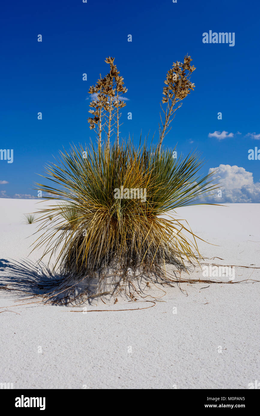 La Yucca, sabbie bianche dune, Nuovo Messico. Foto Stock