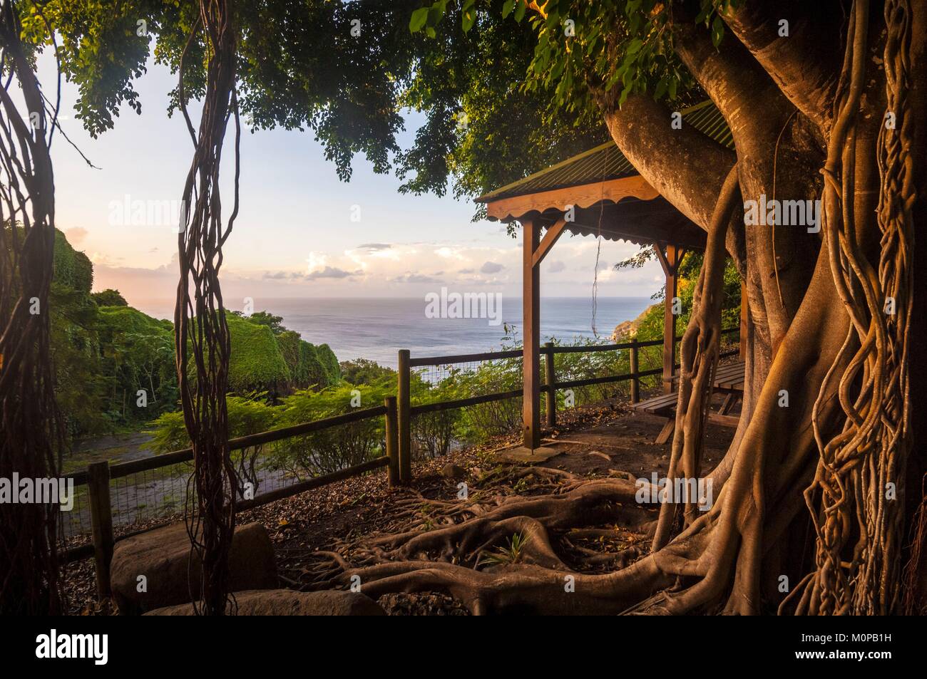 Francia,caraibi,Piccole Antille,Guadalupa,Basse-Terre,Deshaies,botaniche e giardino degli animali,tramonto sul Mare dei Caraibi,Banyan Tree (Ficus benghalensis) Foto Stock