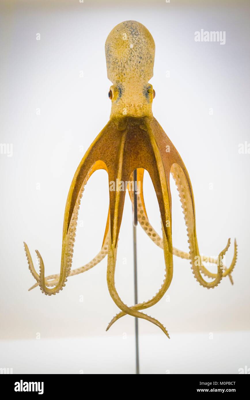 Stati Uniti,New York,Regione dei Laghi Finger,Corning,Corning Museo del Vetro,octopus salutii,vetro vita marina modello dalla famiglia Blaschka,del XIX secolo Foto Stock