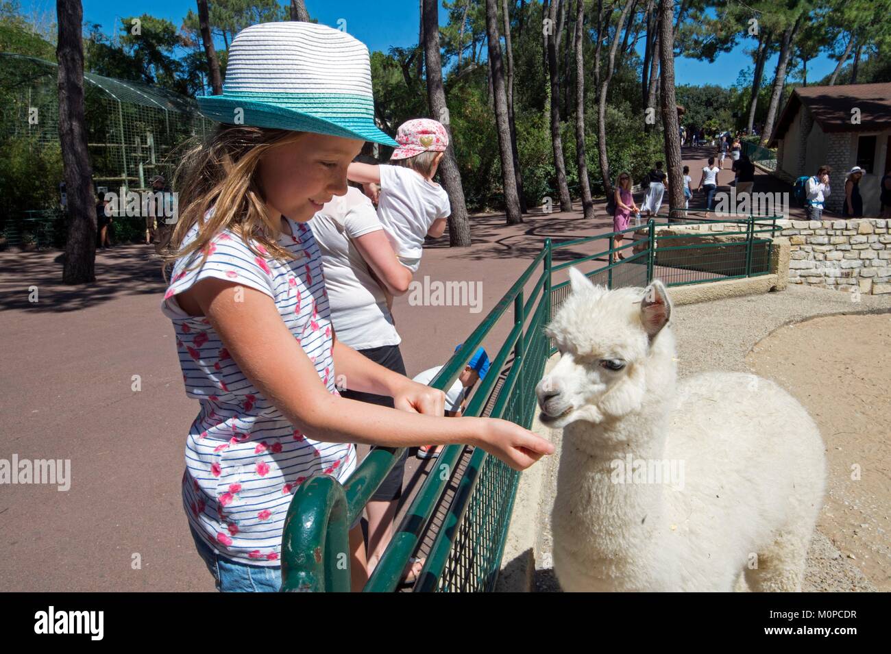 Francia,Charente Maritime,Les Mathes,La Palmyre zoo,alimentazione bambino una giovane llama Foto Stock