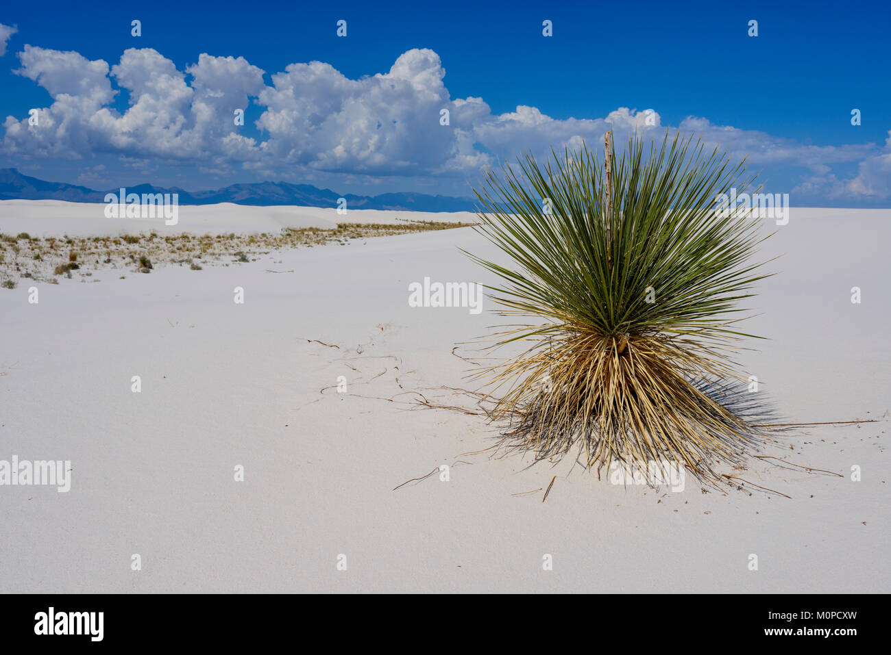 La Yucca, sabbie bianche dune, Nuovo Messico. Foto Stock