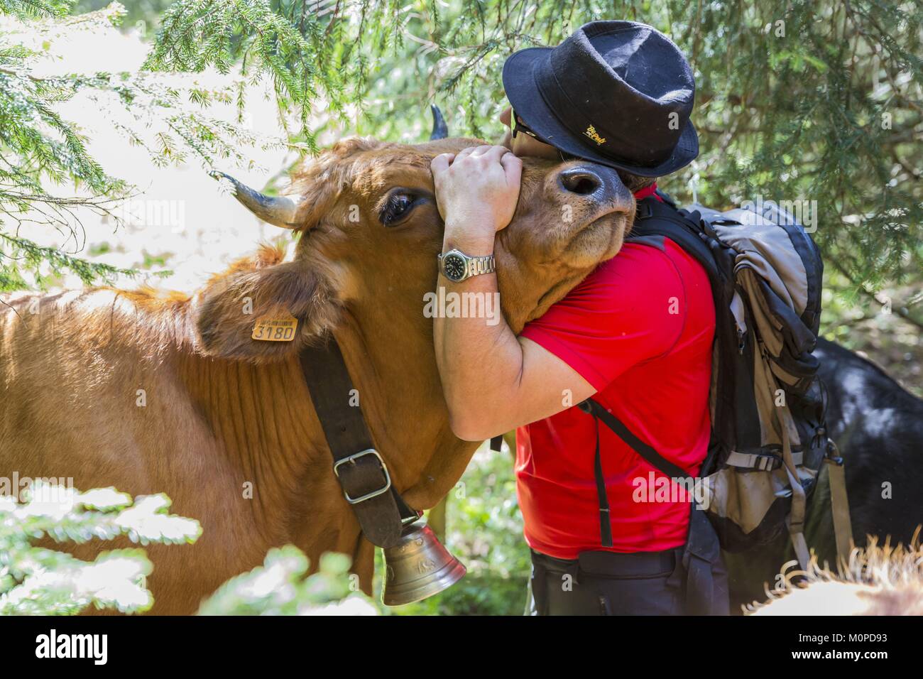 Francia,Haute Savoie,Morzine,il restauratore e il costitutore Thierry Thorens con le sue mucche di razza Tarine Foto Stock