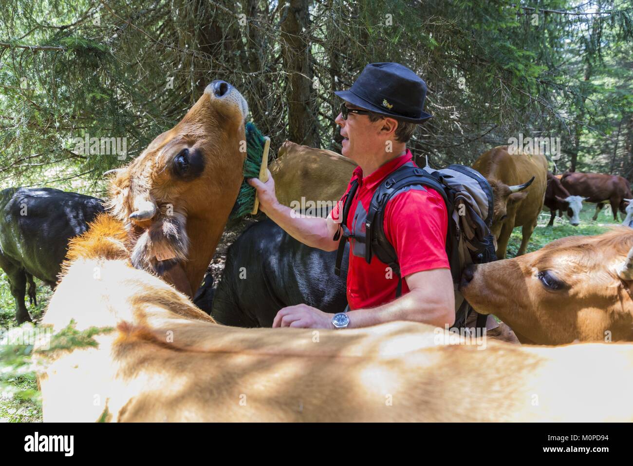 Francia,Haute Savoie,Morzine,il restauratore e il costitutore Thierry Thorens con le sue mucche di razza Tarine e di razza Herens Foto Stock