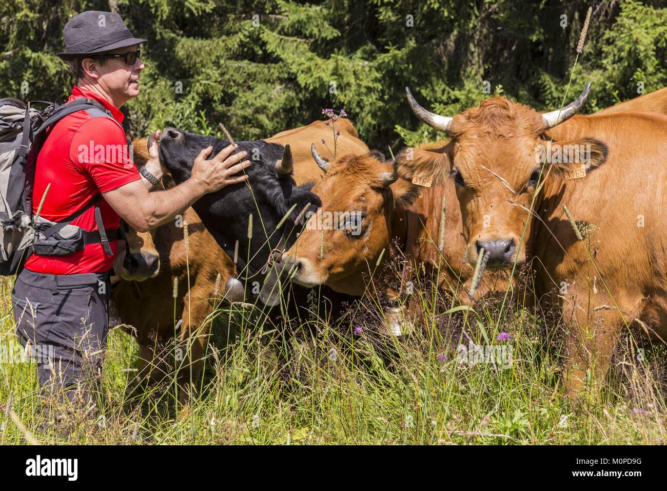 Francia,Haute Savoie,Morzine,il restauratore e il costitutore Thierry Thorens con le sue mucche di razza Tarine e di razza Herens Foto Stock