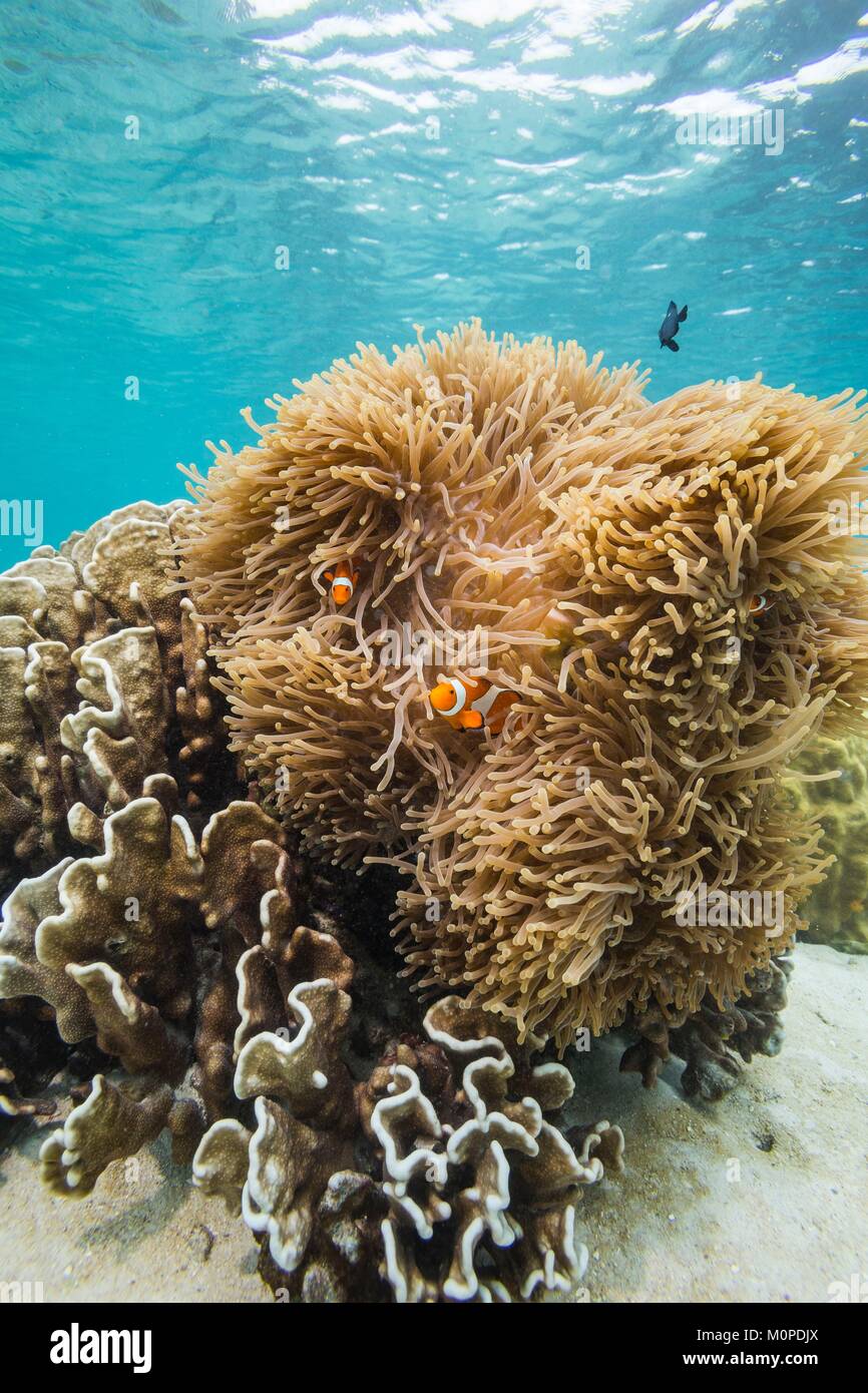 Filippine,Palawan,Shimizu isola,clown anemonefish nel loro anemone Foto Stock