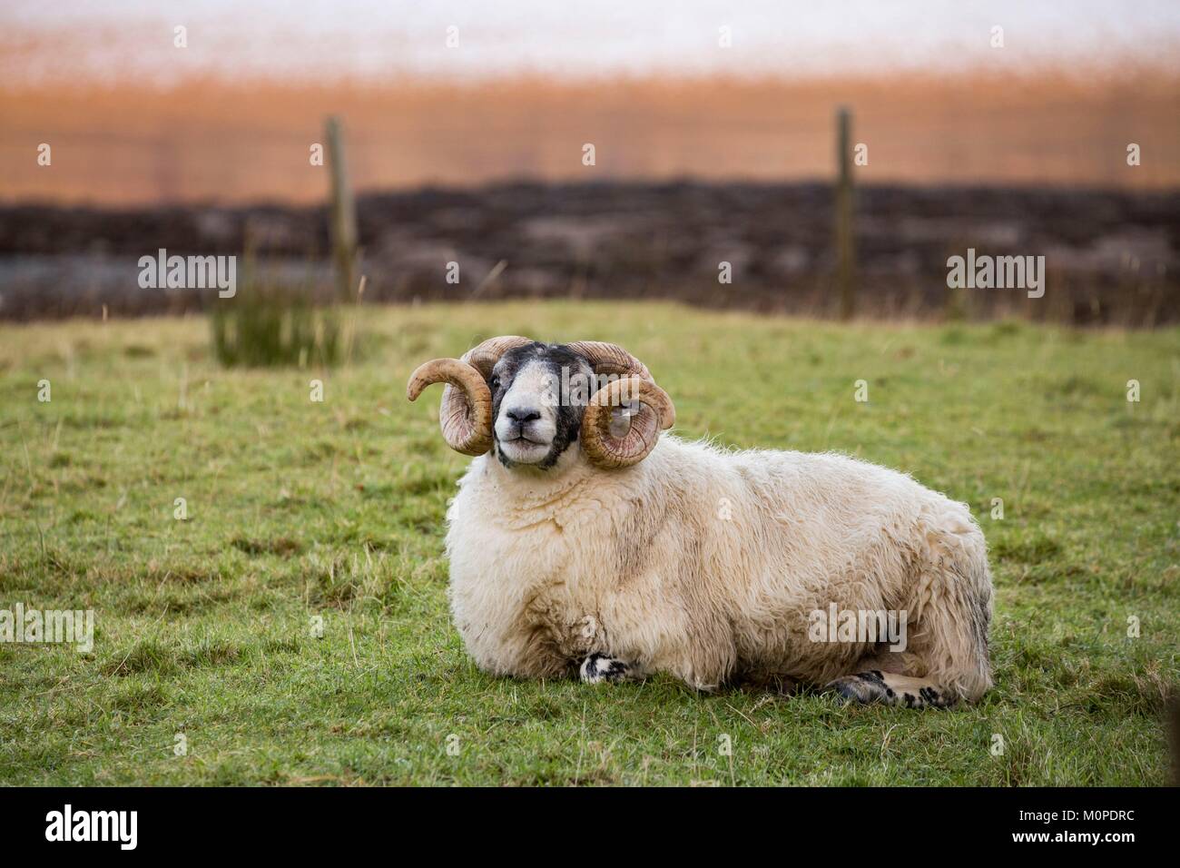 Regno Unito,Scozia,Highlands,Ebridi Interne,Isle of Sky,Dunan,pecore Foto Stock