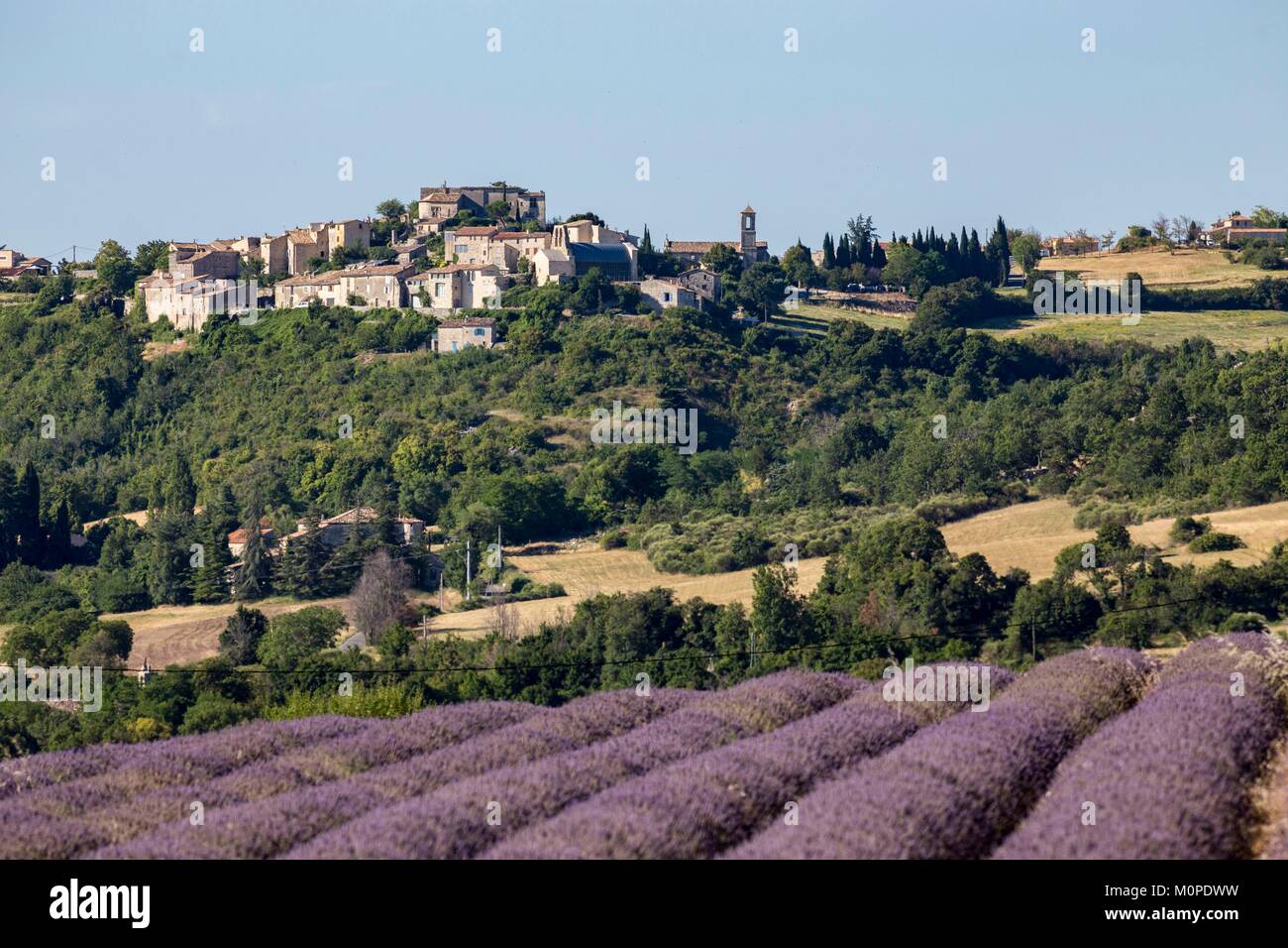 Francia,Alpes de Haute Provence,Vachères,campo di lavanda e il villaggio in background Foto Stock