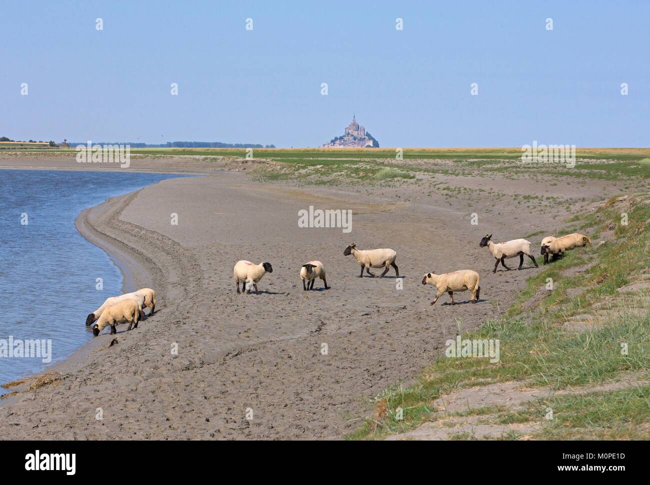 Francia,Manche,baia del Mont Saint Michel elencati come patrimonio mondiale dall UNESCO,pecore prati Foto Stock
