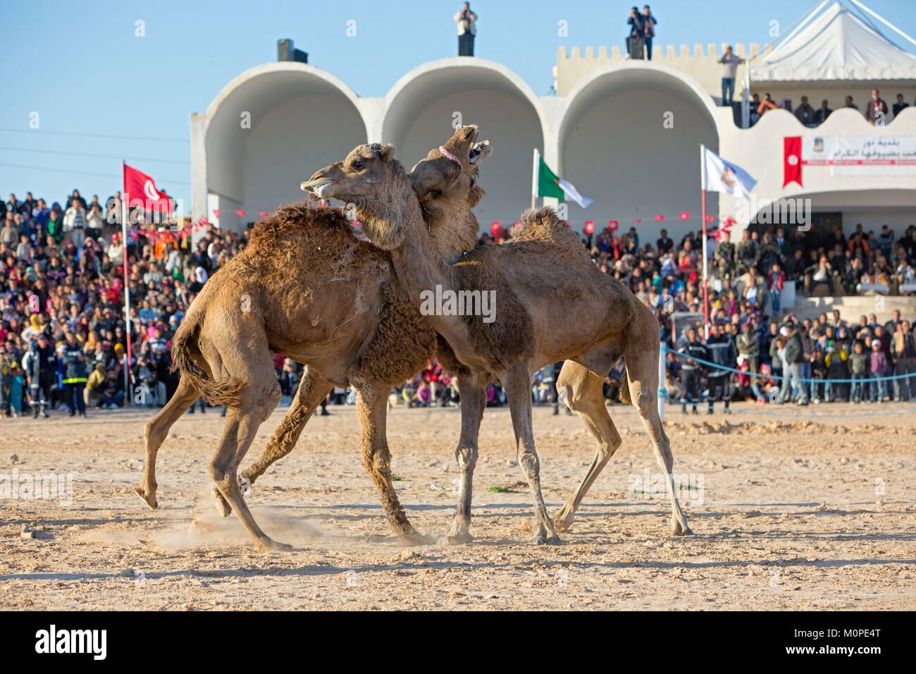 Tunisia,Douz,Sahara,festival internazionale del Sahara Douz,dromedario combattimenti Foto Stock