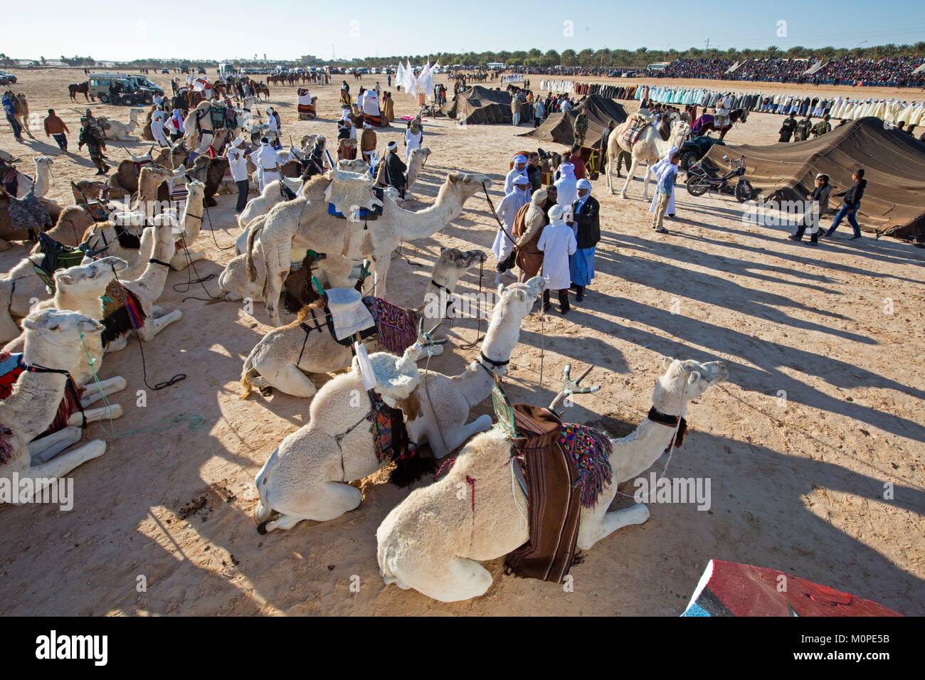 Tunisia,Douz,Sahara,festival internazionale del Sahara Douz,tenda e dromedario beduini,Amazigh,berberi Foto Stock