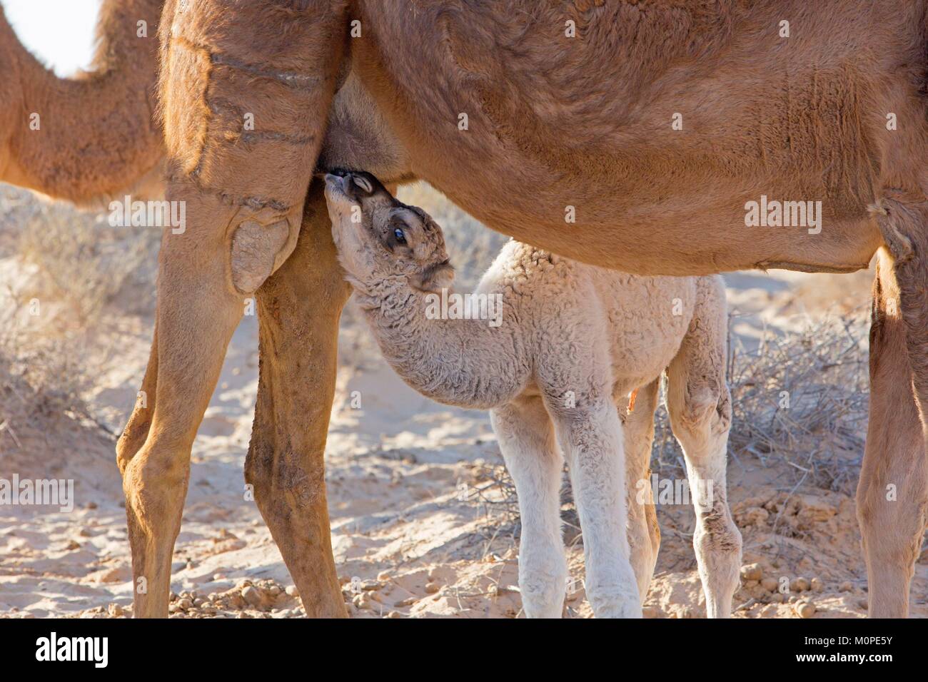 Tunisia,Douz,Sahara,camel,giovane dromedario Foto Stock