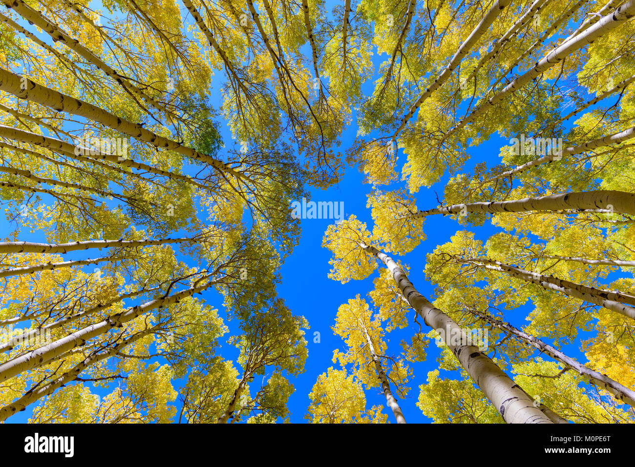 Tremule Foto Stock