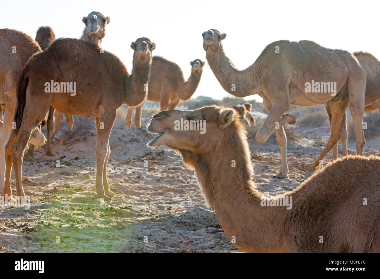 Tunisia,Douz,Sahara,,Cammello Dromedario Foto Stock