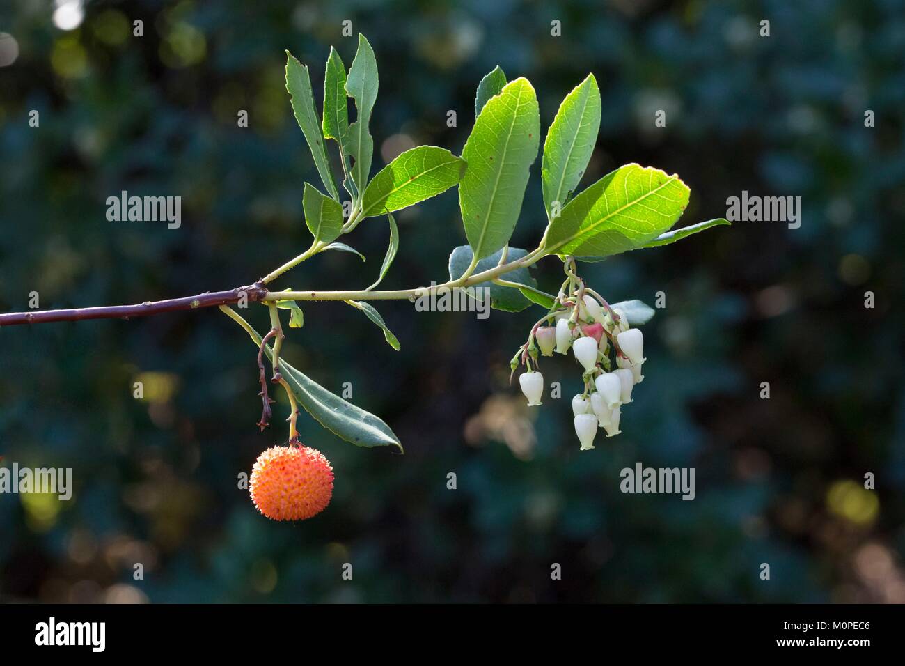 L'Italia,Sicilia,Isole Eolie,isola di Lipari,Arbutus Foto Stock