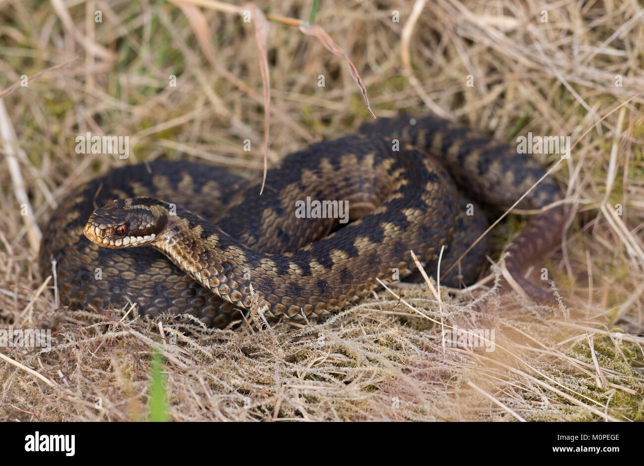 Sommatore femmina Vipera berus crogiolarsi su erba secca nel Peak District Inghilterra. Foto Stock