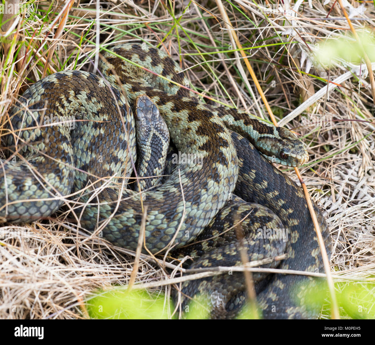 Due sommatori femmina Vipera berus crogiolarsi su erba secca nel Peak District Inghilterra. Foto Stock