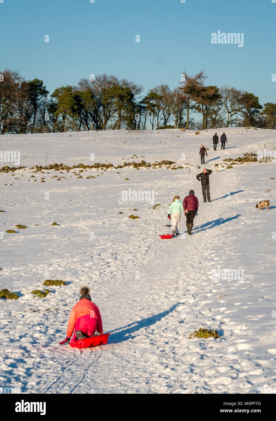 Famiglia con i genitori, bambini e cani camminare in salita sulla neve percorso coperto con slitte al sole, Strathclyde, Scozia, Regno Unito Foto Stock