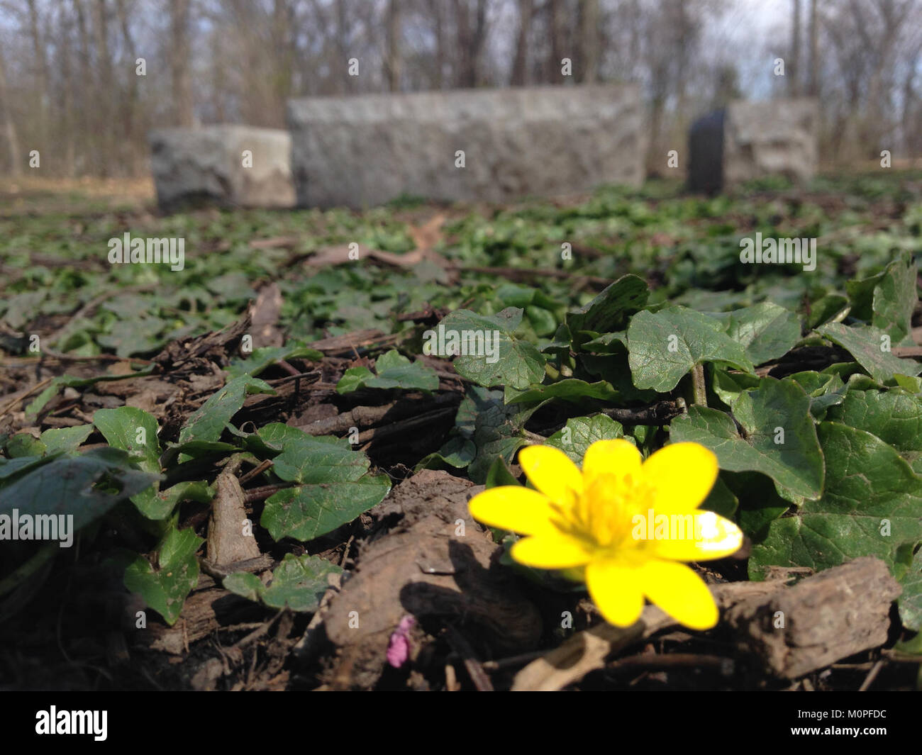 Cardiff Woods Park è un parco pubblico situato a Cardiff, che offre spazi verdi, sentieri per passeggiate e opportunità ricreative per i visitatori. Foto Stock
