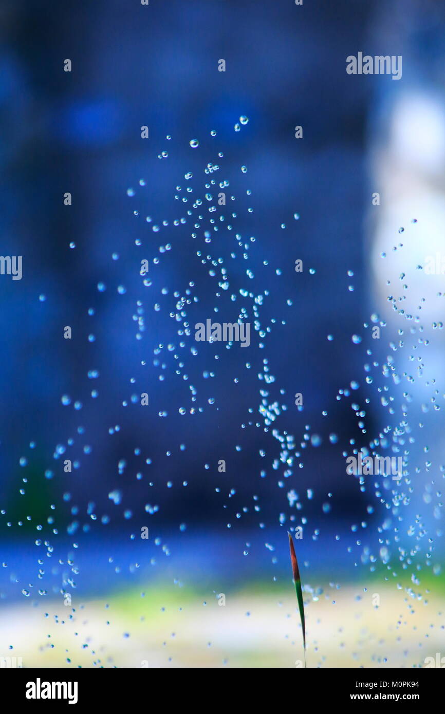 Wassertropfen , Wasser Spritzer mit grünen Gras, Bambus Hintergrund Foto Stock