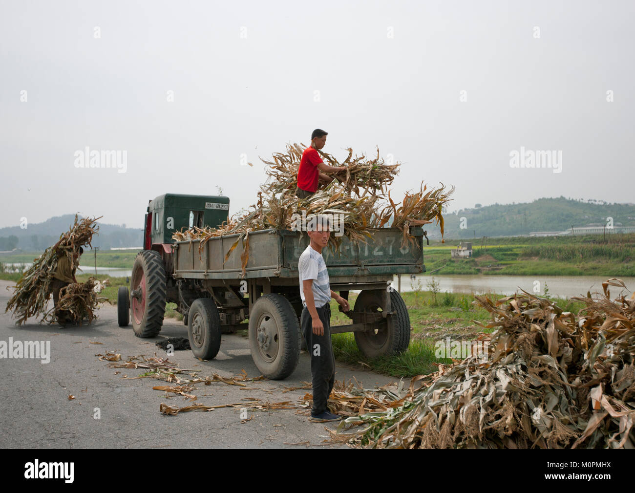 Nord coreano famers caricamento di un carrello con i duroni durante i tempi di raccolta Pyongan, Provincia, Pyongyang, Corea del Nord Foto Stock